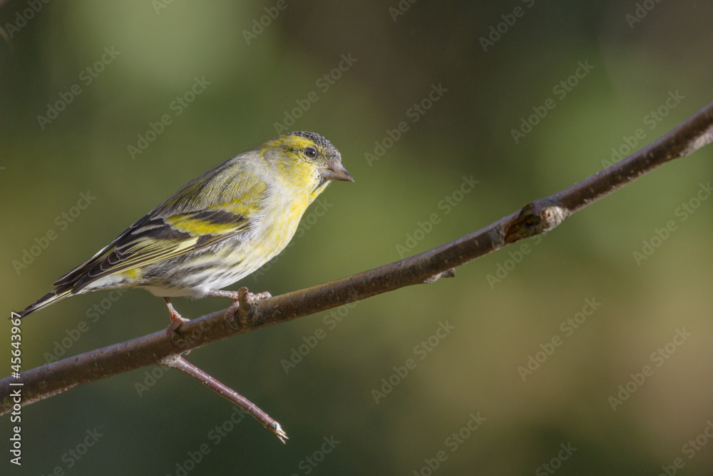 siskin siskin