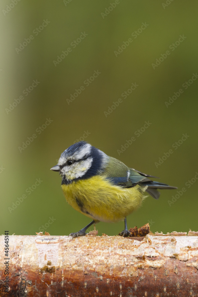 Bluetit (Parus caeruleus)