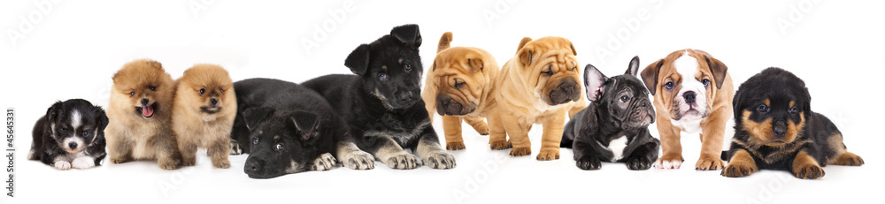 Group of Puppies of different breeds Group of Puppies of different breeds
