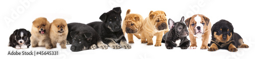 Group of Puppies of different breeds