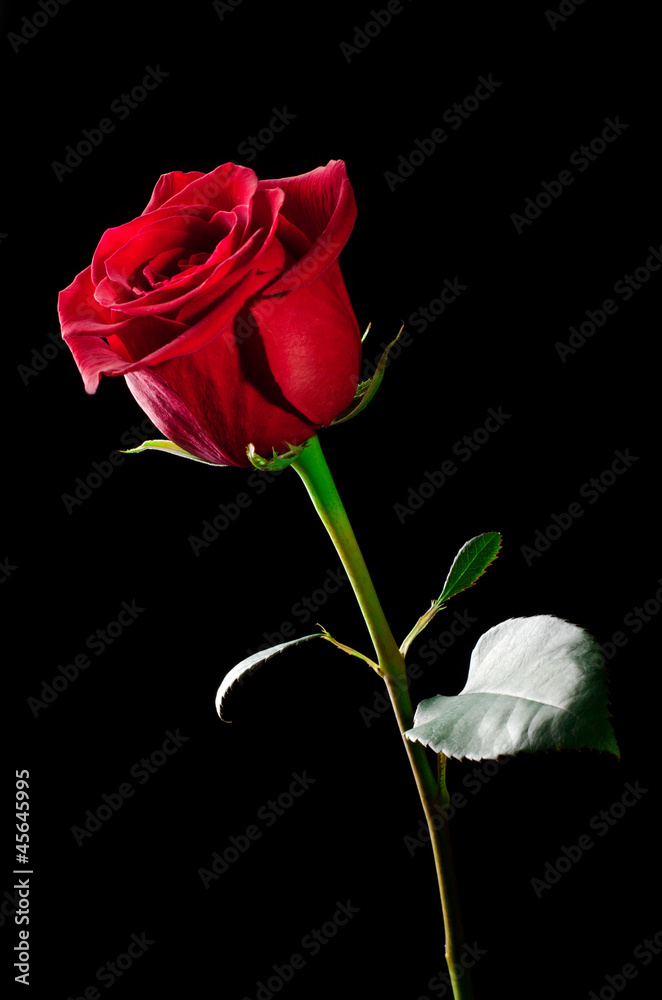 Fototapeta premium Rose flower.