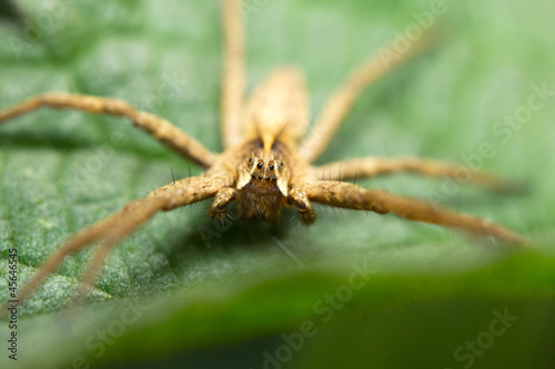 Close-up of a wolf-spider