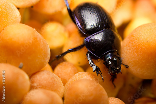 An earth-boring dung beetle and orange woodland mushrooms photo