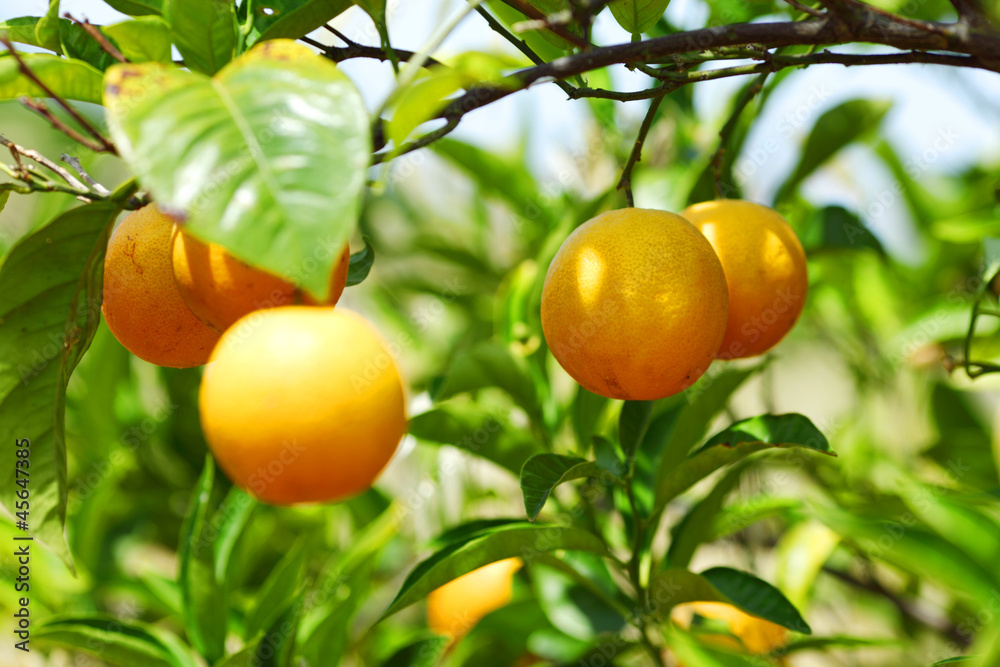 branch orange tree fruits green leaves in Valencia Spain