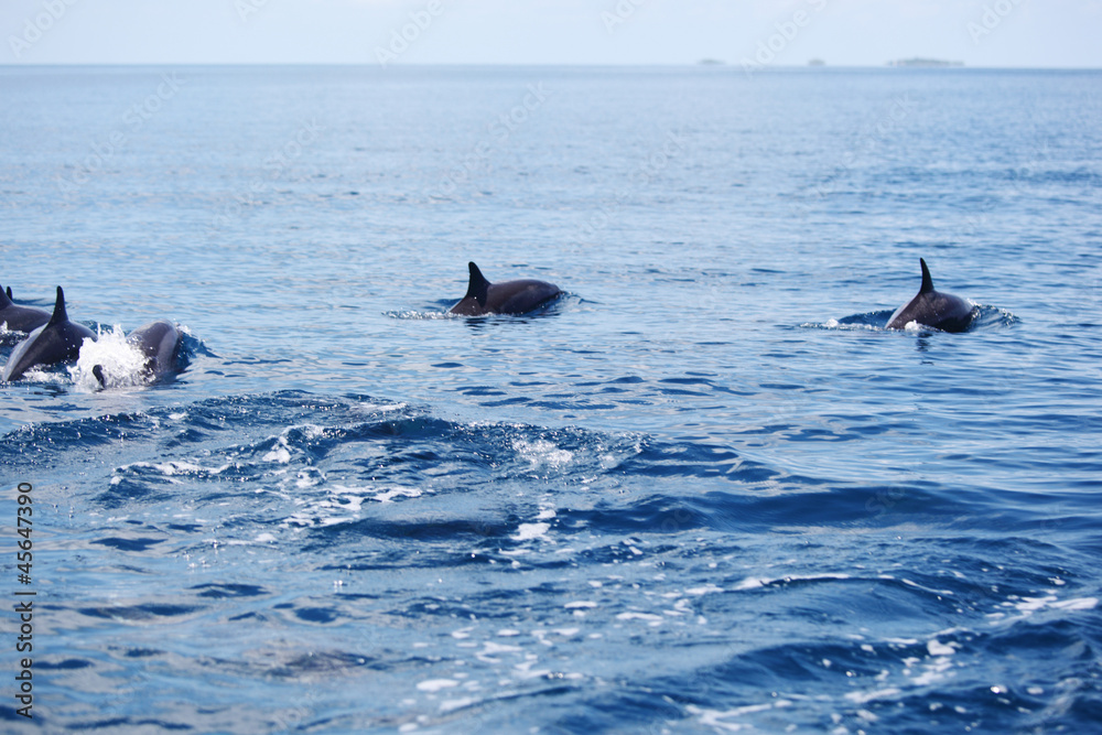 Fototapeta premium dolphins in ocean waves
