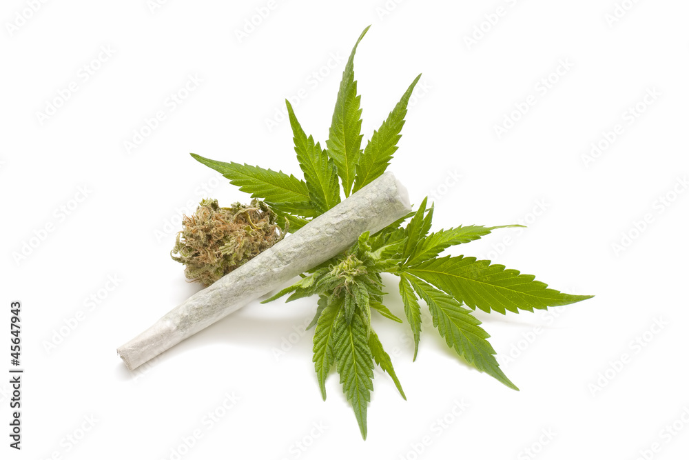 Fototapeta premium Hemp (cannabis)