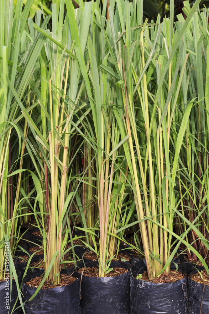 Obraz premium Seedling of the lemon grass.