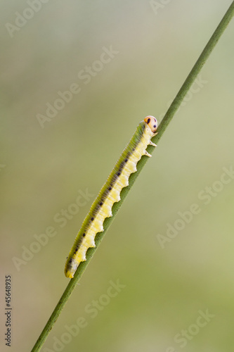 Sawfly larva (Dolerus ferrugatus )