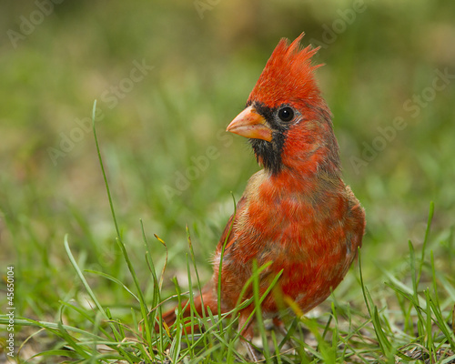 Northern Cardinal on the Ground © Brian Lasenby