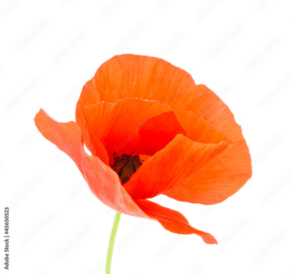 A red poppy isolated on the white background. A red poppy isolated on the white background.