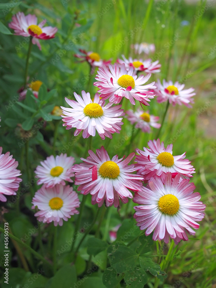 Fototapeta premium Pink camomiles in a garden