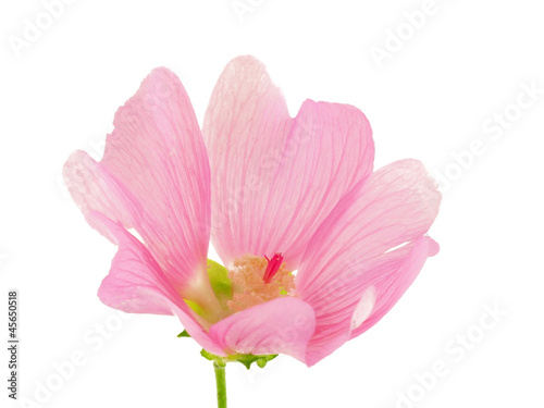 A pink flower.