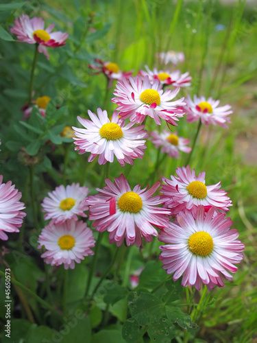 Pink camomiles in a garden