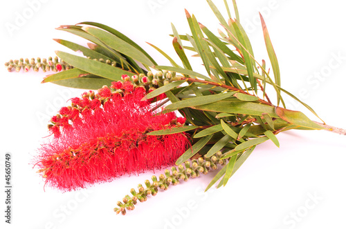 Banksia on white background. Australian native flower photo