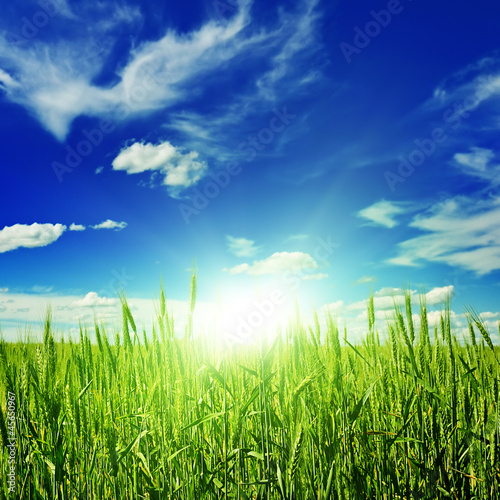 Fotografie sunrise on a spring wheat field