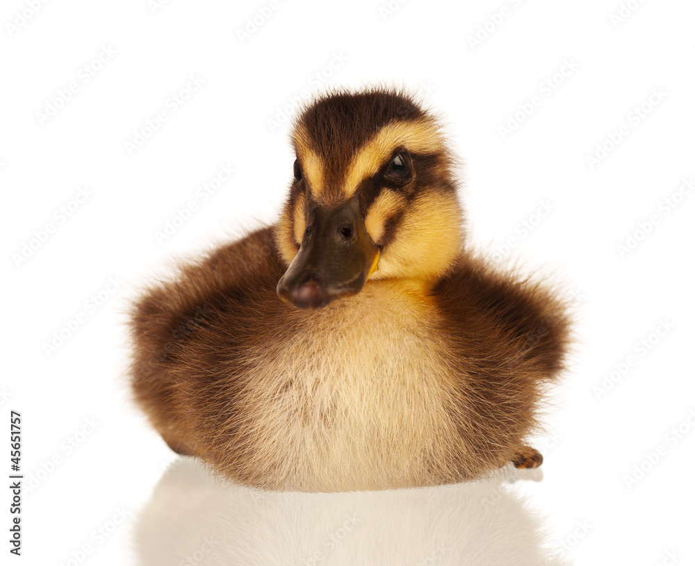 Obraz premium Domestic duckling