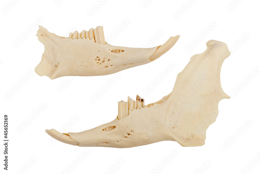 Fototapeta premium Jaws of a rabid