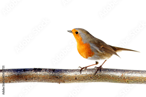 Red robin on white