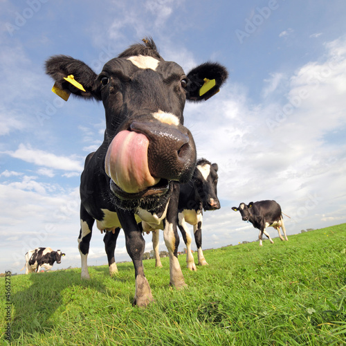 Leinwand Poster Holstein Kuh mit großer Zunge
