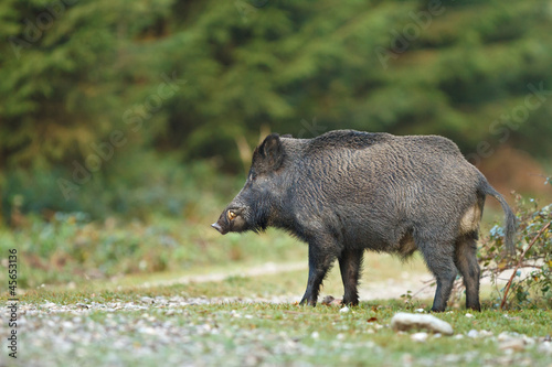 Wild boar crossing forest path