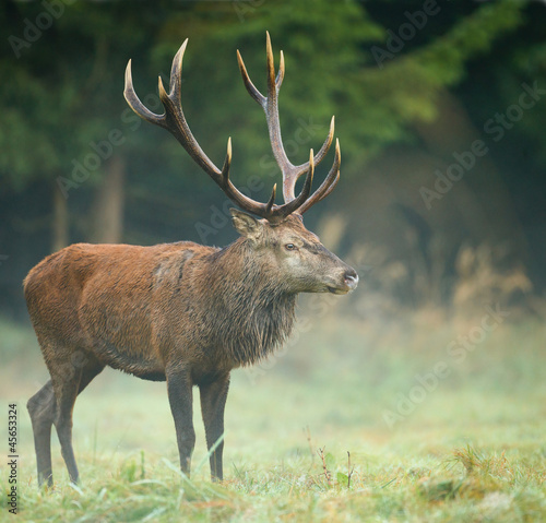 Red deer stag