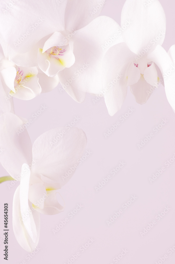 Orchids close-up