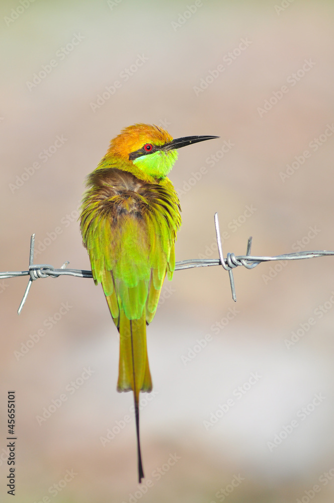 Obraz premium green bee-eater bird
