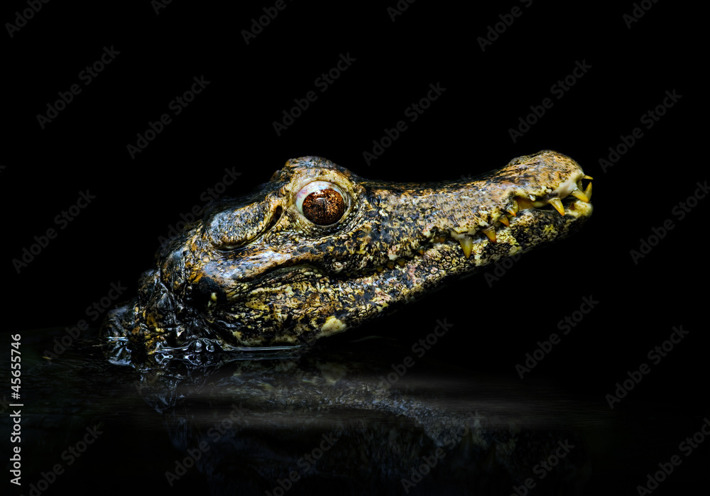 Fototapeta premium Krokodil