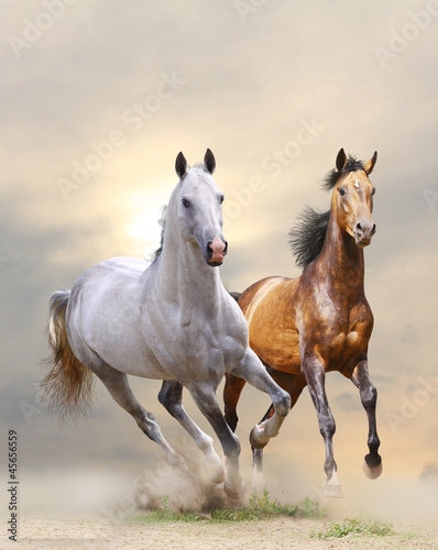 Fototapeta Naklejka Na Ścianę i Meble -  horses in dust