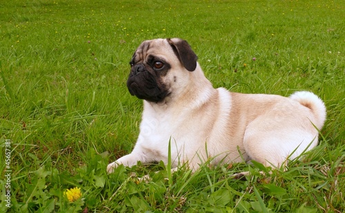 Mops lernt Platz