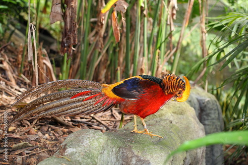Golden pheasant (Chrysolophus pictus) in the nature background photo