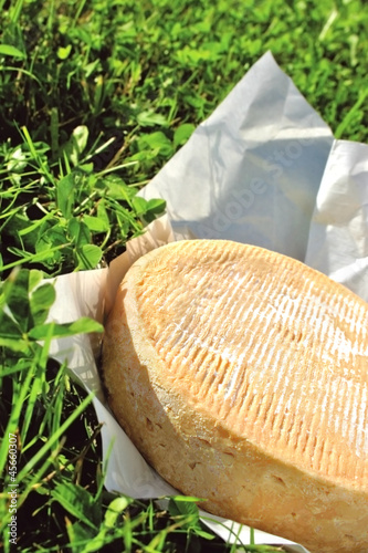 Fromage Munster dans l'herbe