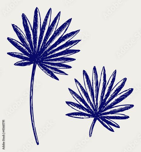 Palm leaves. Doodle style