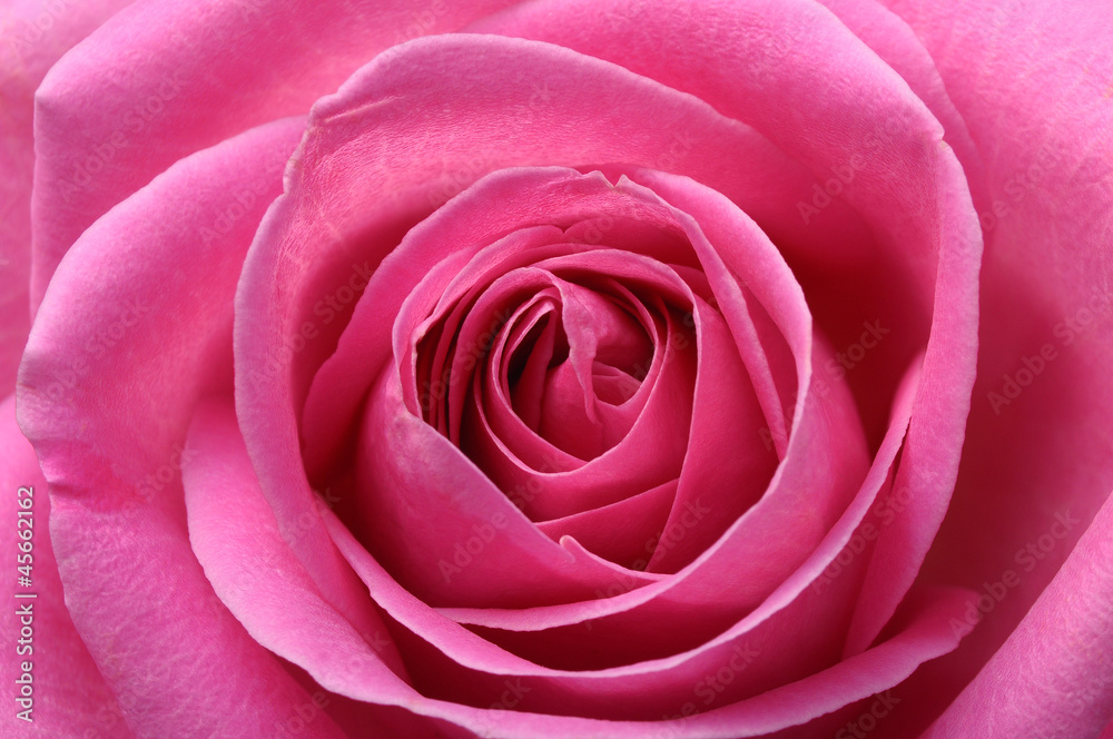 Close up of pink rose heart and petals Close up of pink rose heart and petals
