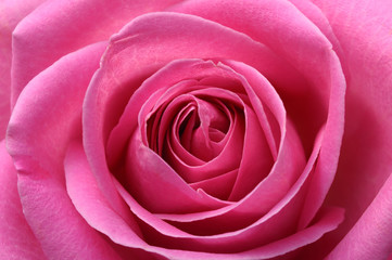 Fototapete Macro Rosa Rose mit zarten Blütenblättern  © fullempty