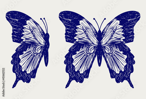 Butterfly. Doodle style