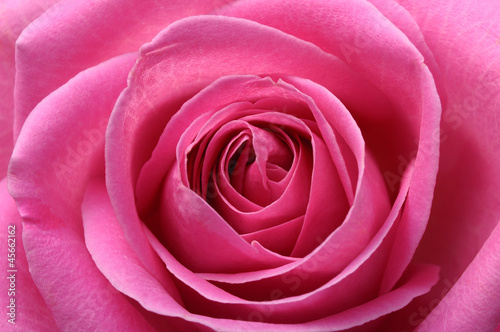 Close up of pink rose heart and petals