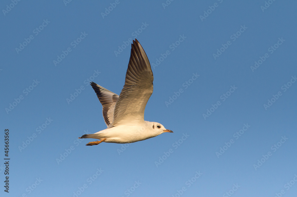 Obraz premium Black-headed Gull / Chroicocephalus ridibundus