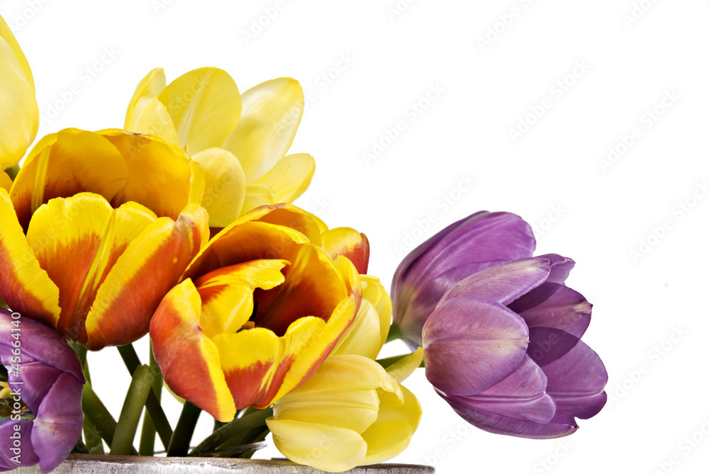 Obraz premium Tulips in various colors