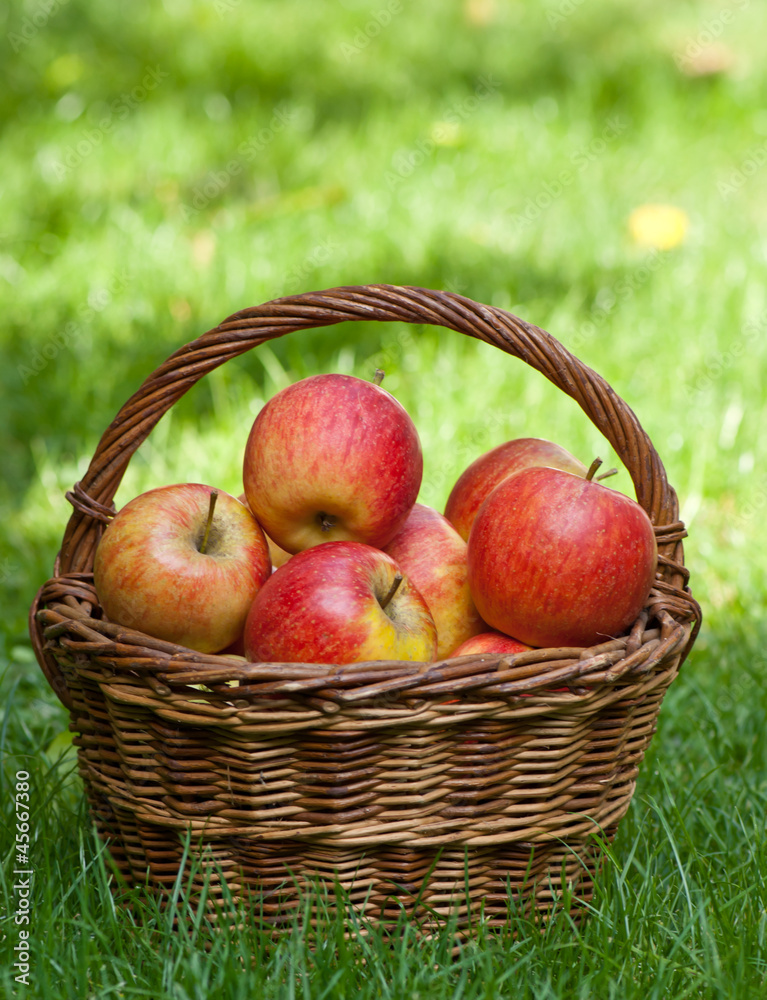 apples apples