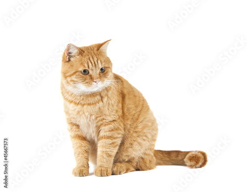 ginger cat isolated