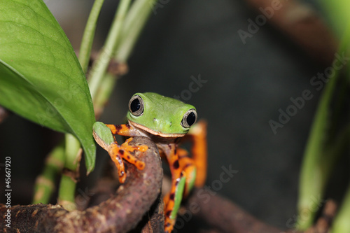 Makifrosch