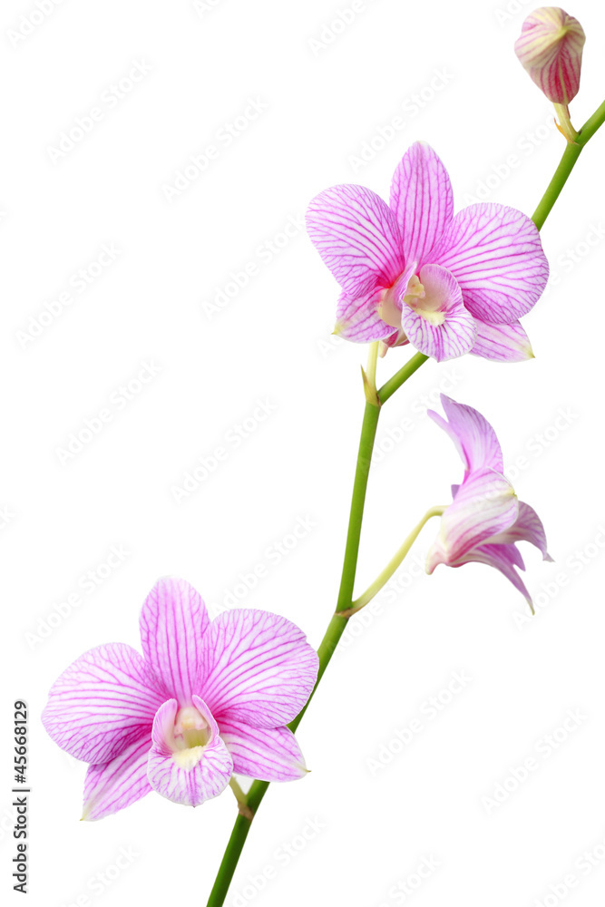 Obraz premium orchid