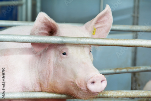 young pig in shed photo