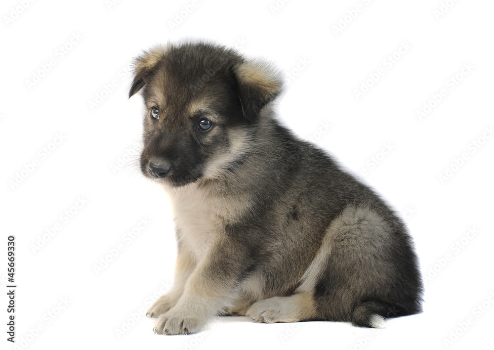 Obraz premium Cute puppy