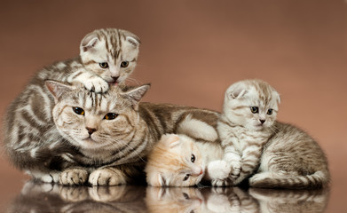 kittens