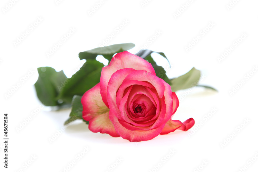 Bbeautiful pink rose