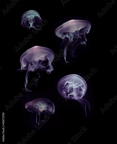 jellyfish on black background #45672300