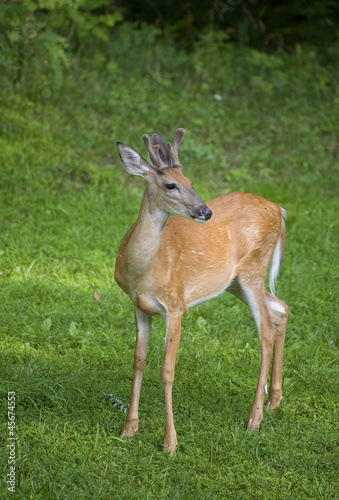 On the grass