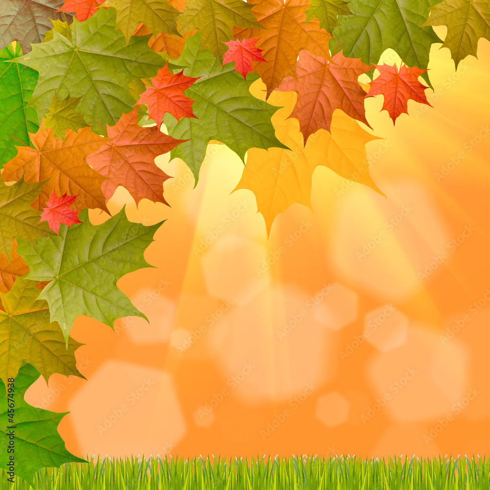 Obraz premium yellow autumn background